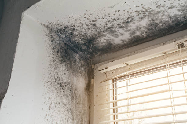 Affordable Mold Cleanup solutions in Bradley Beach, NJ